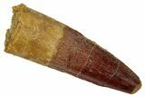 Fossil Spinosaurus Tooth - Real Dinosaur Tooth #346805-1